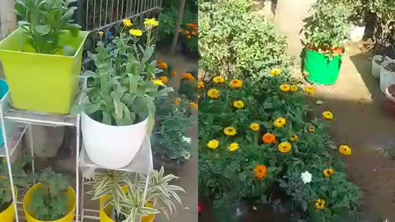 Gurjeet Kour is live! Lovely flowers..Madhav nursery ( kakrola mor)