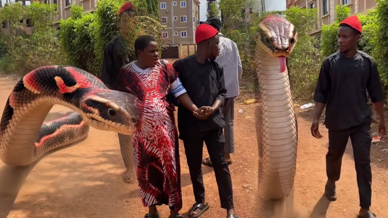 Snake pregnancy: BEST Nolloywood movie 2026
