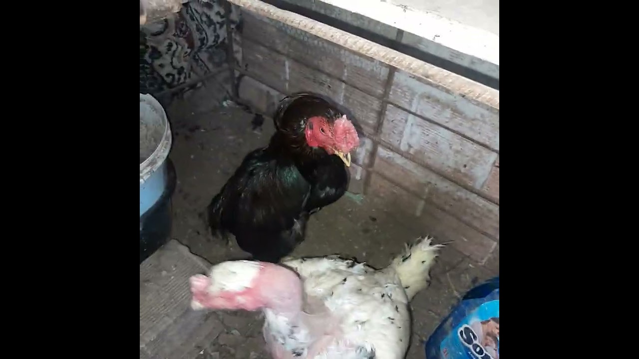 galo soro bola com a galinha pintada polaca