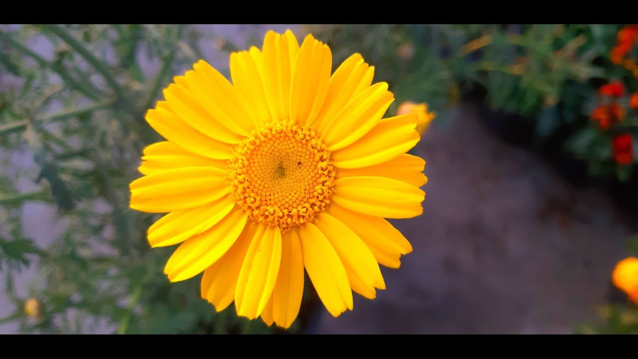 Как вырастить желтую корончатую маргаритку из семян | Glebionis Coronaria | Go Botany | Хризантема