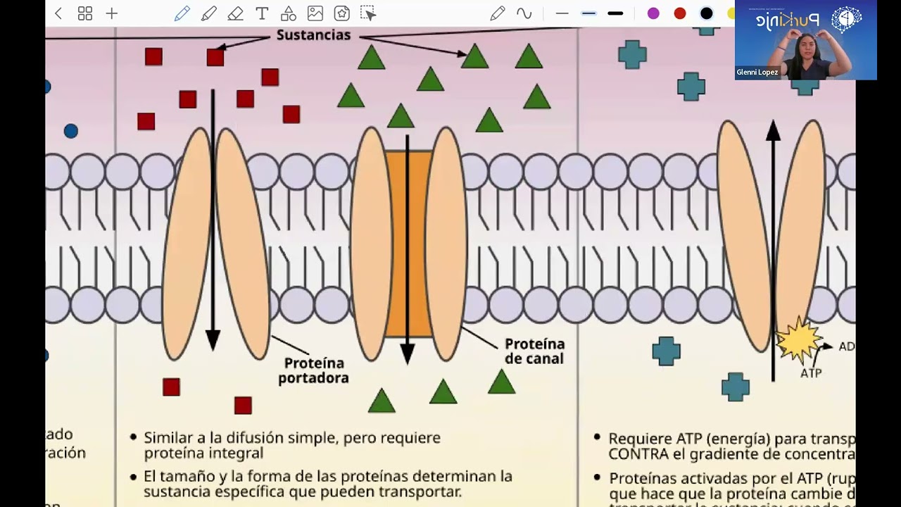CLASE GRATUITA DE BIOLOGÍA CELULAR Y MOLECULAR - TUTORA: FRANCESCA GLENNI