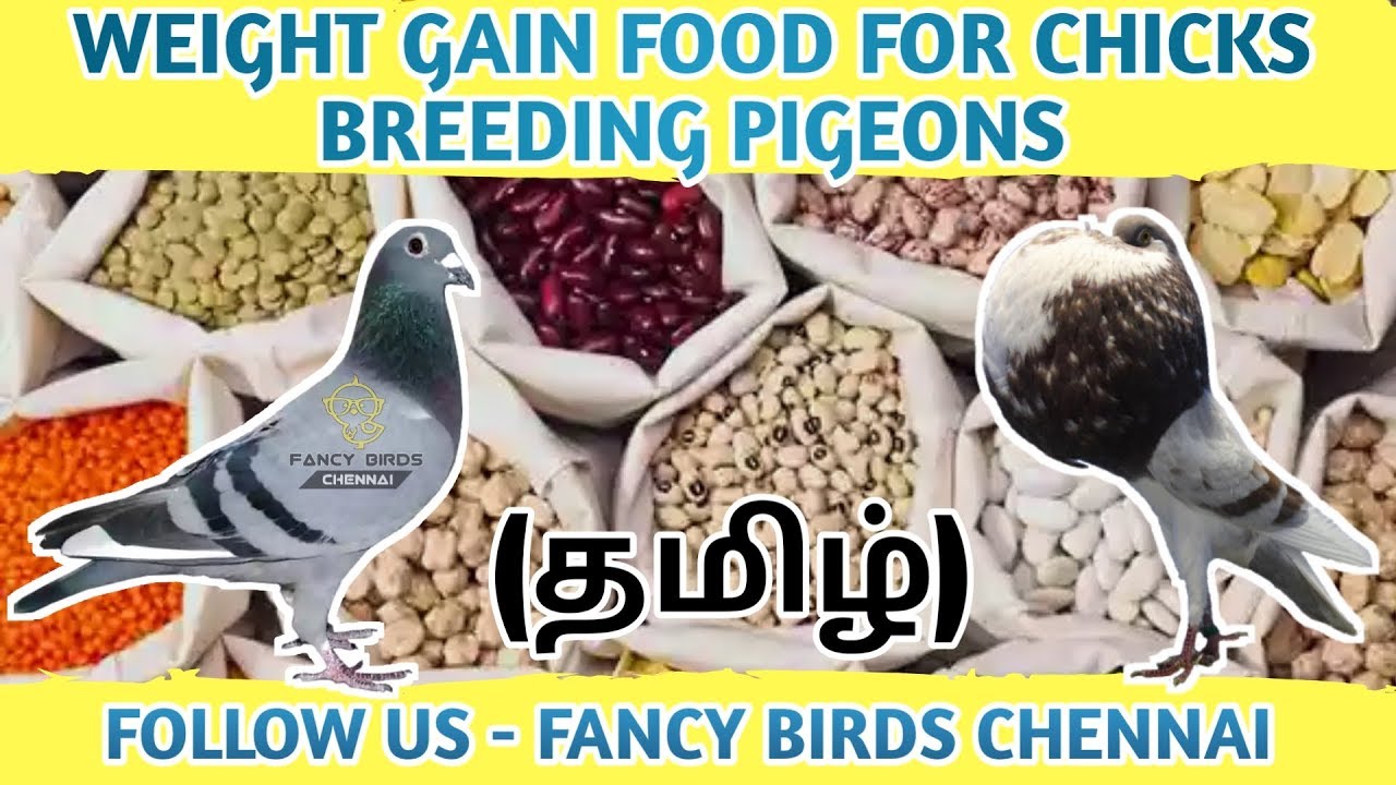 Weight Gain Food for breeding pigeons | chicks | தமிழில் | fancy birds chennai