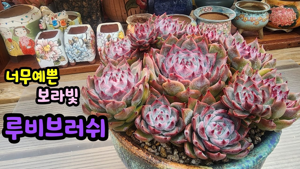 260220 보라빛에매력적인손톱의루비브러쉬!버러지땜에고생했네요😅