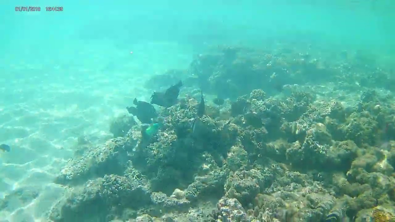 Unterwasservideo Korallen und Fische Hurghada Ägypten Feb.2026