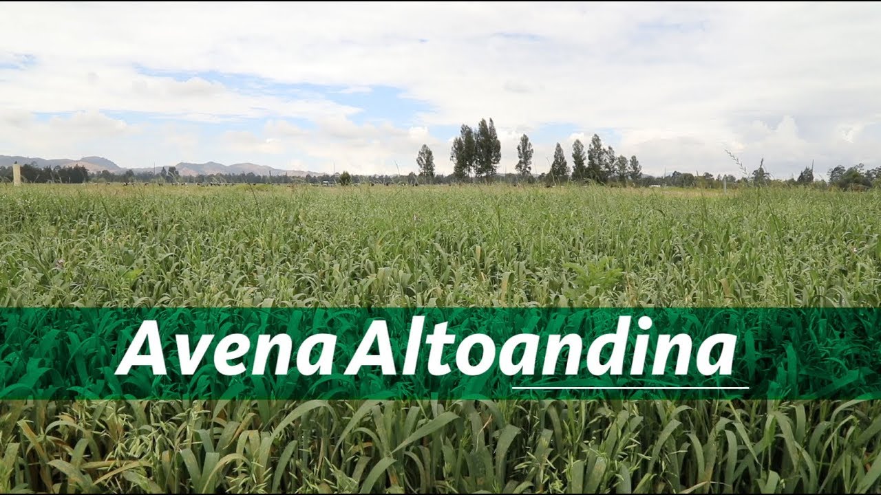 Avena Altoandina