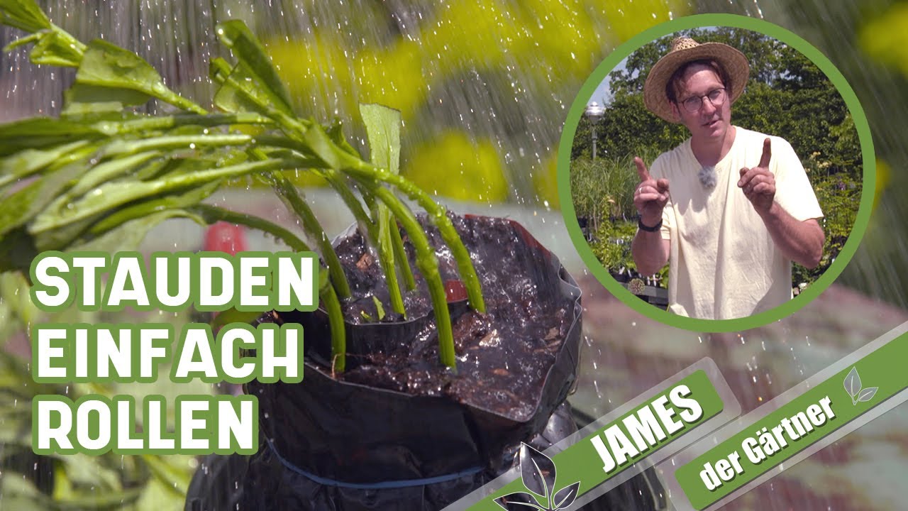 So schneidet man Stecklinge von Stauden um sie zu vermehren! | James der Gärtner