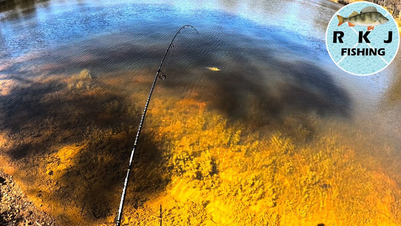 Dam fishing for BIG redfin perch
