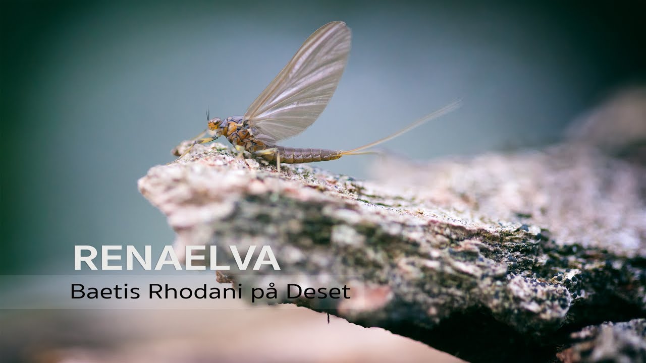 Baetis Rhodani i Renaelva