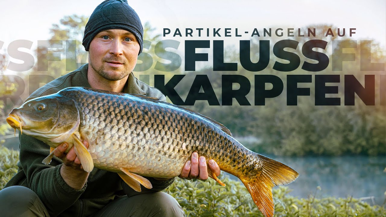 KERNIGE FLUSS-KARPFEN | Ansitz mit Partikelmix