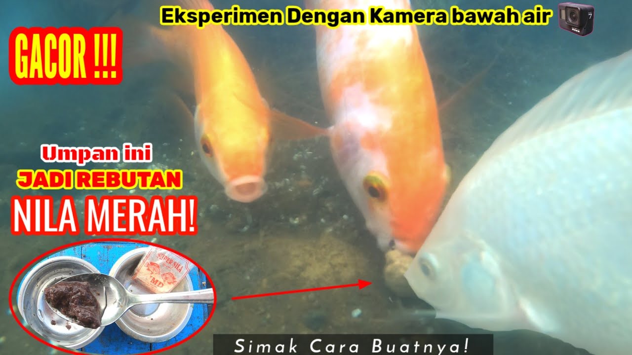 Baru kali ini umpan geleng ngalahin bandul! Racikan JMD Cacing Sutra | Simak Cara Buatnya!