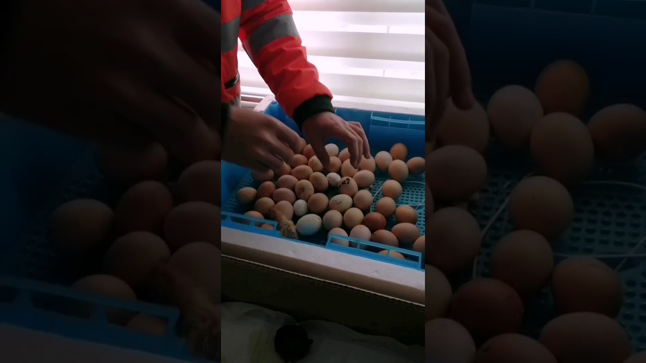 Ny pro 130 luk kuluçka makinası çıkım randumanı...