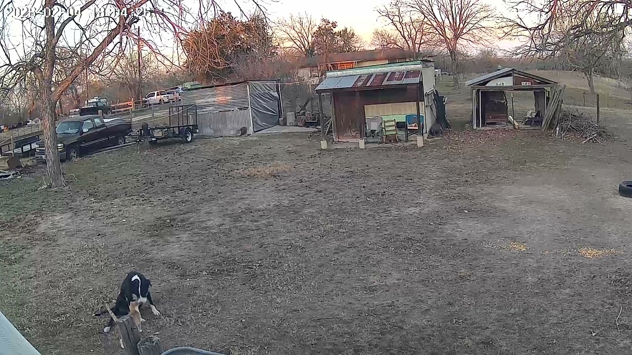 Mighty Mo one on one with mama deer. Watch to the end!