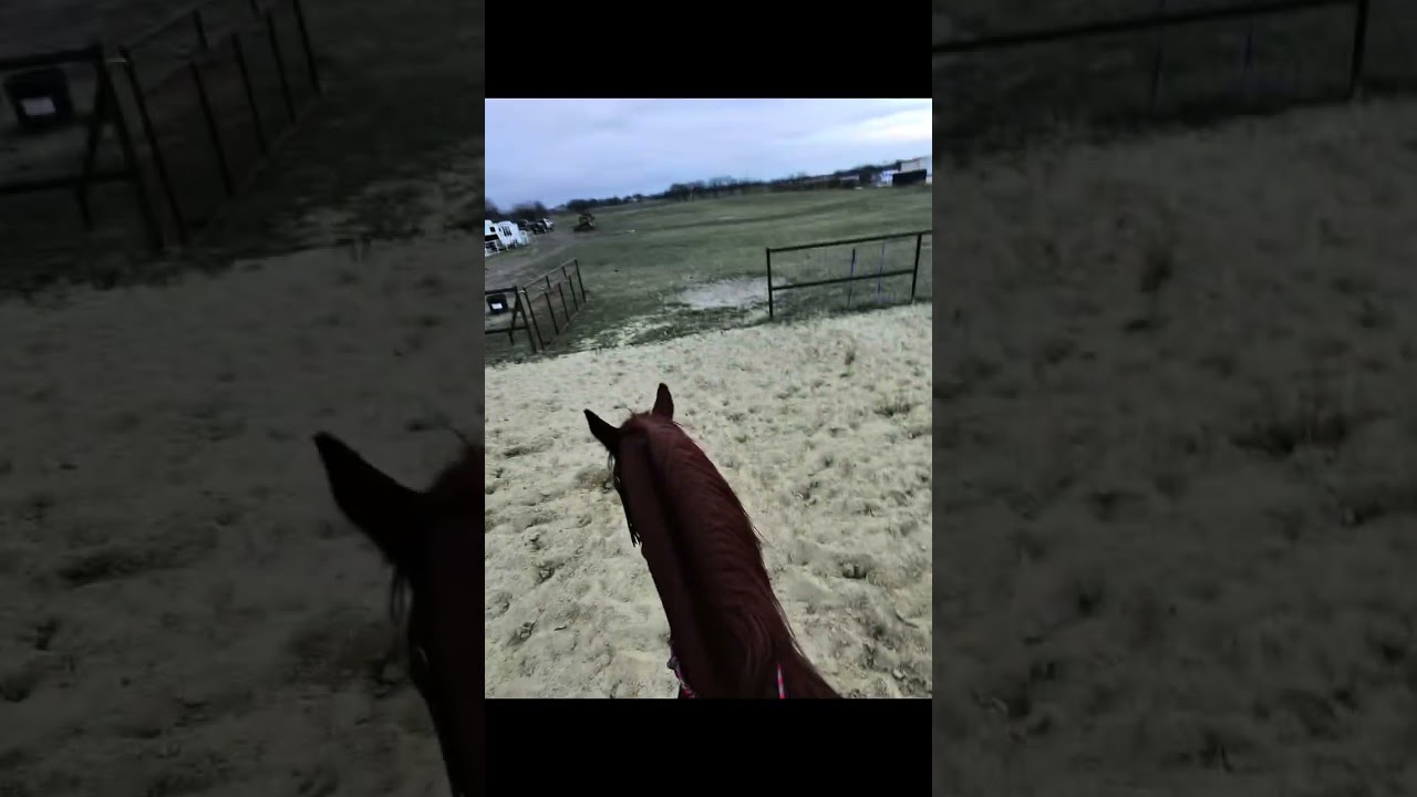 Come ride my 2 horses with me! In this freezing weather 🥶🐴 #horse #fyp #kcfamouscooper #equestrian 