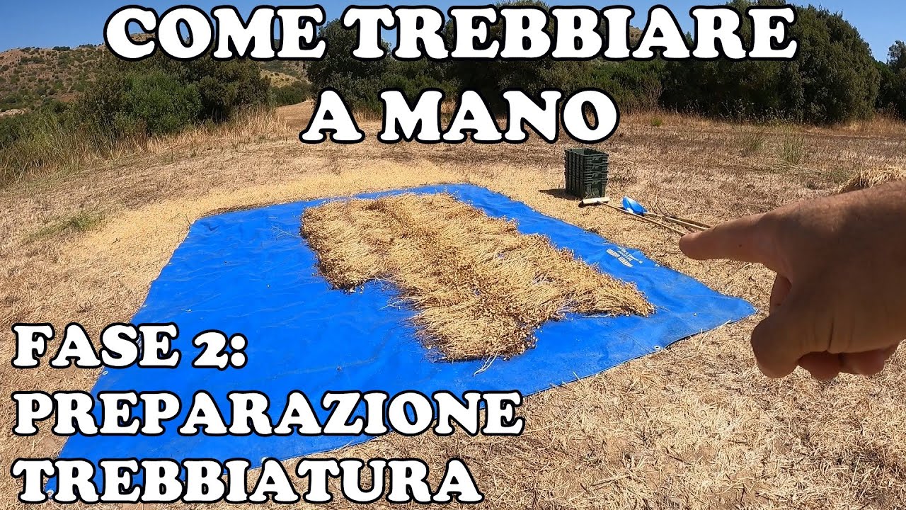 Come Trebbiare a Mano: Preparazione Trebbiatura - Parte 2