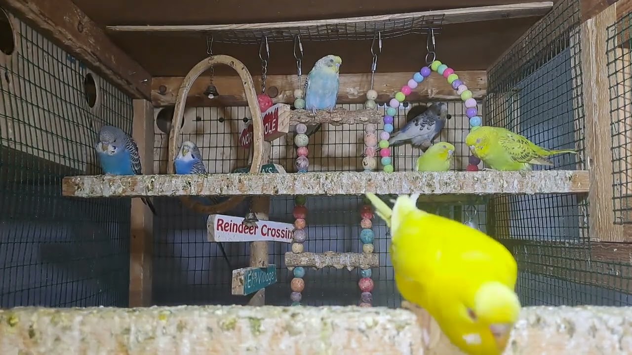Parrot little babies