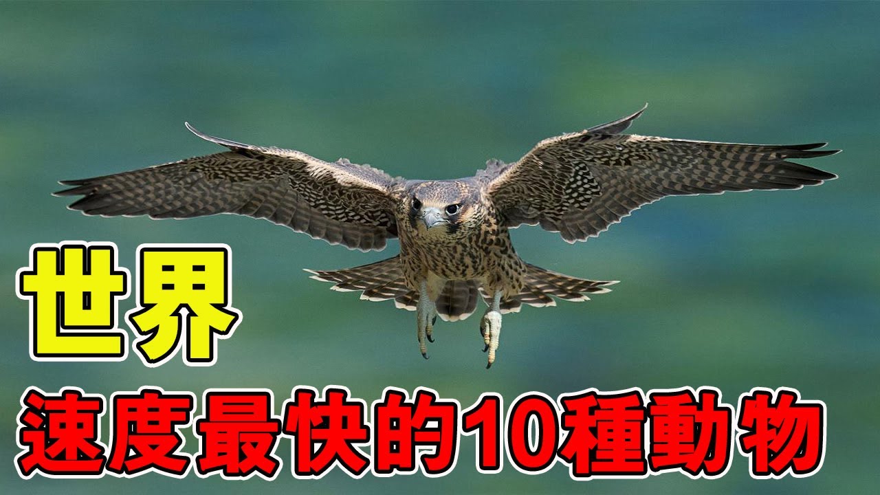 极限速度大赏！一秒狂奔数百米、爆发力超乎认知，盘点世界不同种类中最快的10种动物！