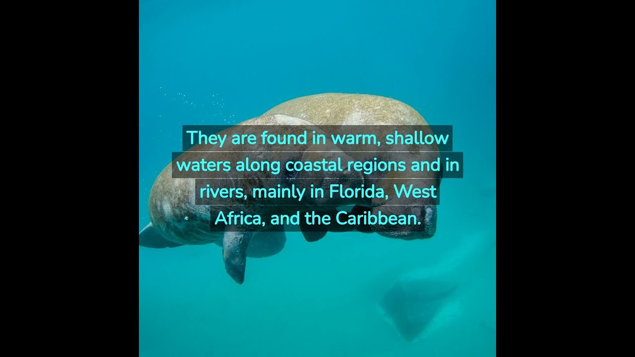 10 Facts in Over 1 Minute - Manatees