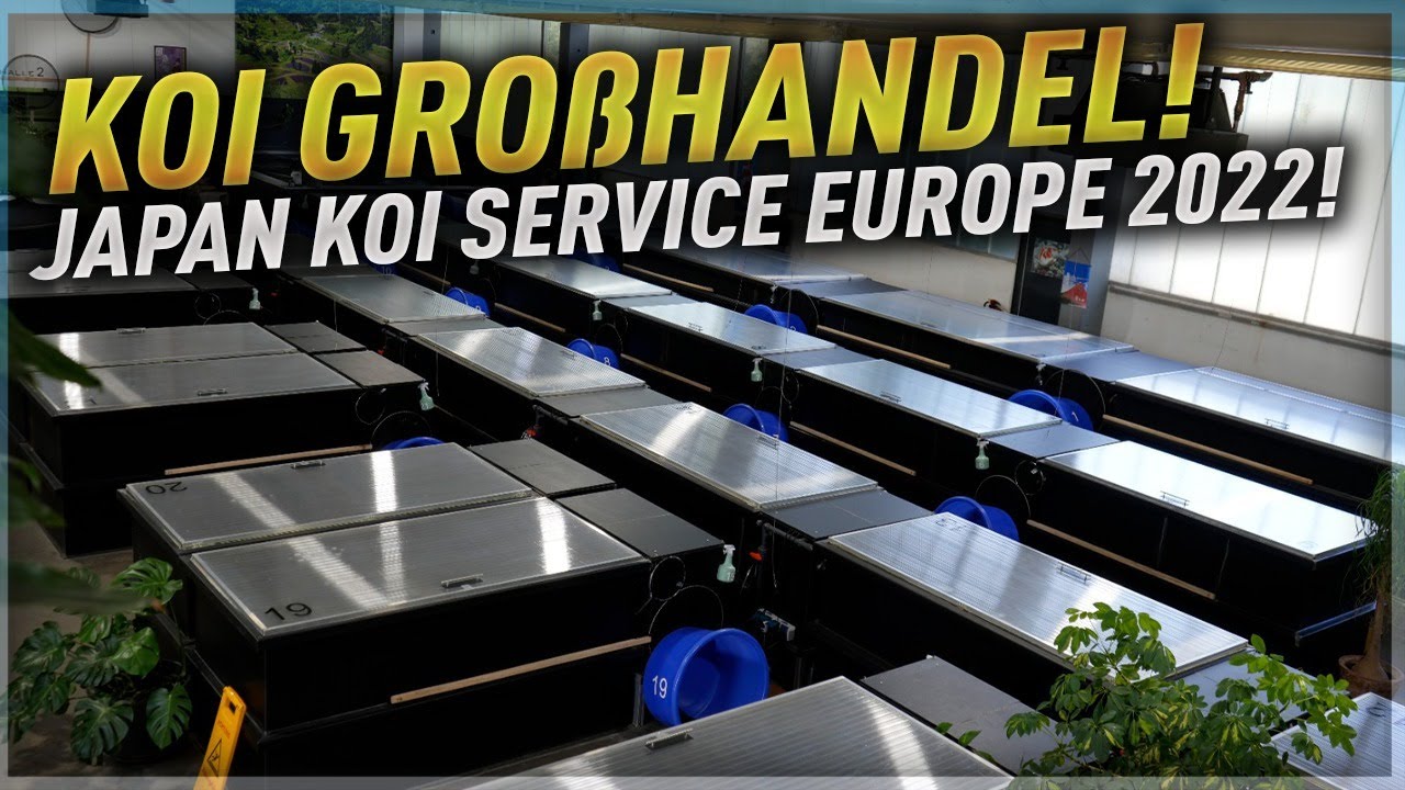 Koi GROßHANDEL! Zu Besuch bei Japan Koi Service Europe 2022!