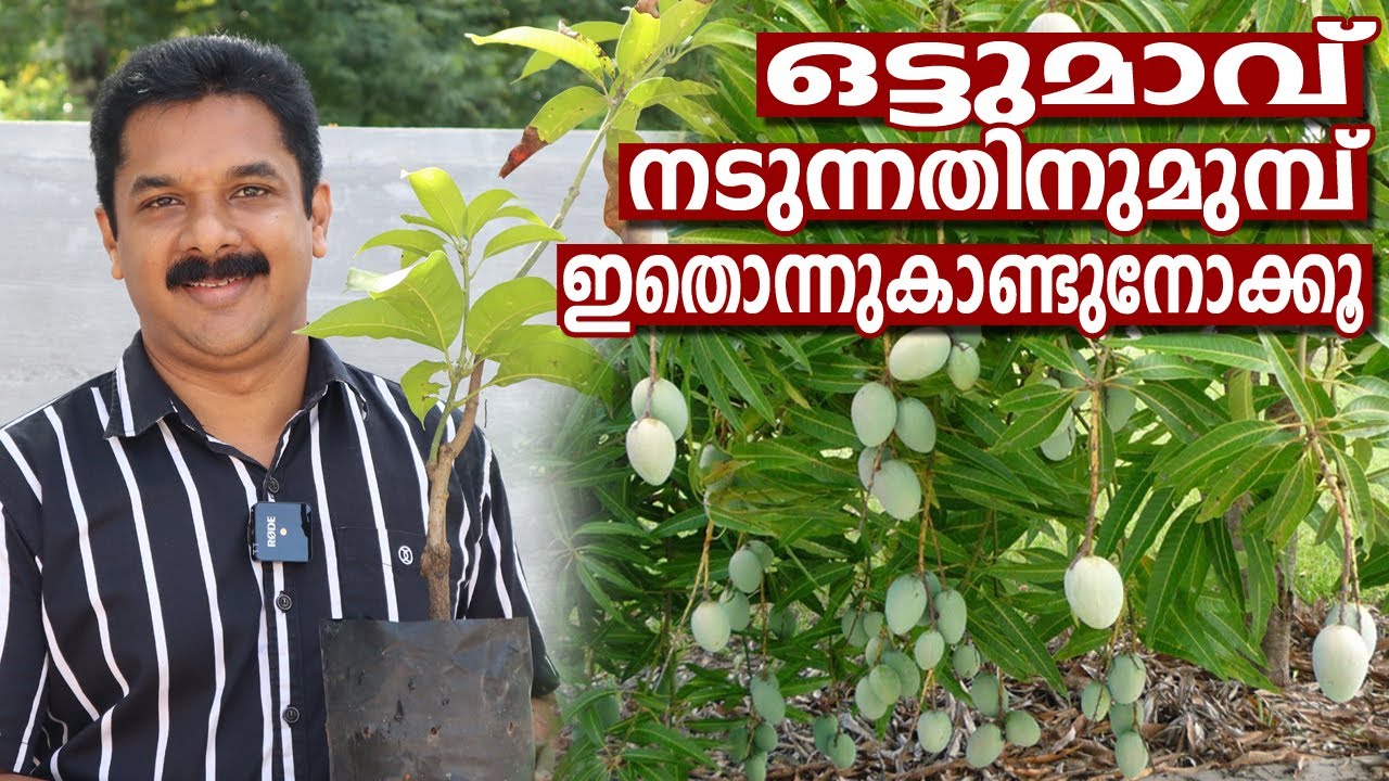 ഒട്ടുമാവ് നടുന്നതിനുമുമ്പ് ഇതൊന്ന് കണ്ടുനോക്കൂ | Easiest Method of Planting Grafted Mango Tree