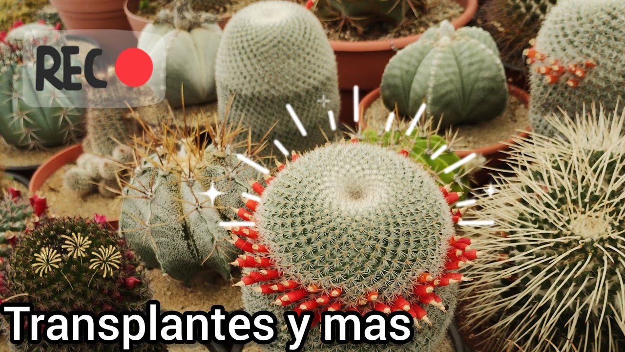 Transplante de cactus medianos y más. 🐢🙂🌵