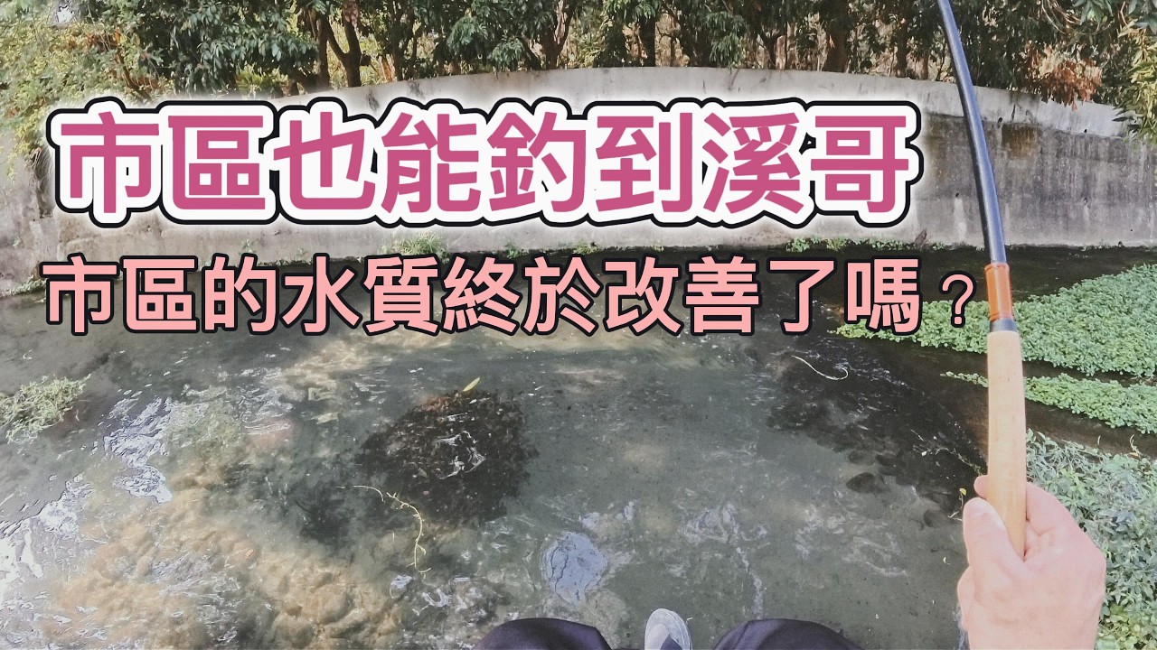 市區釣魚不意外處處台灣鯛 拜託來點別的 #苦命人 #紅貓 #中部 #釣魚 #溪流 #tenkara  #fishing