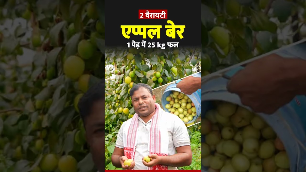 This Apple ber Variety yeilds 25kg fruit per Plant #appleberfarming #appleber