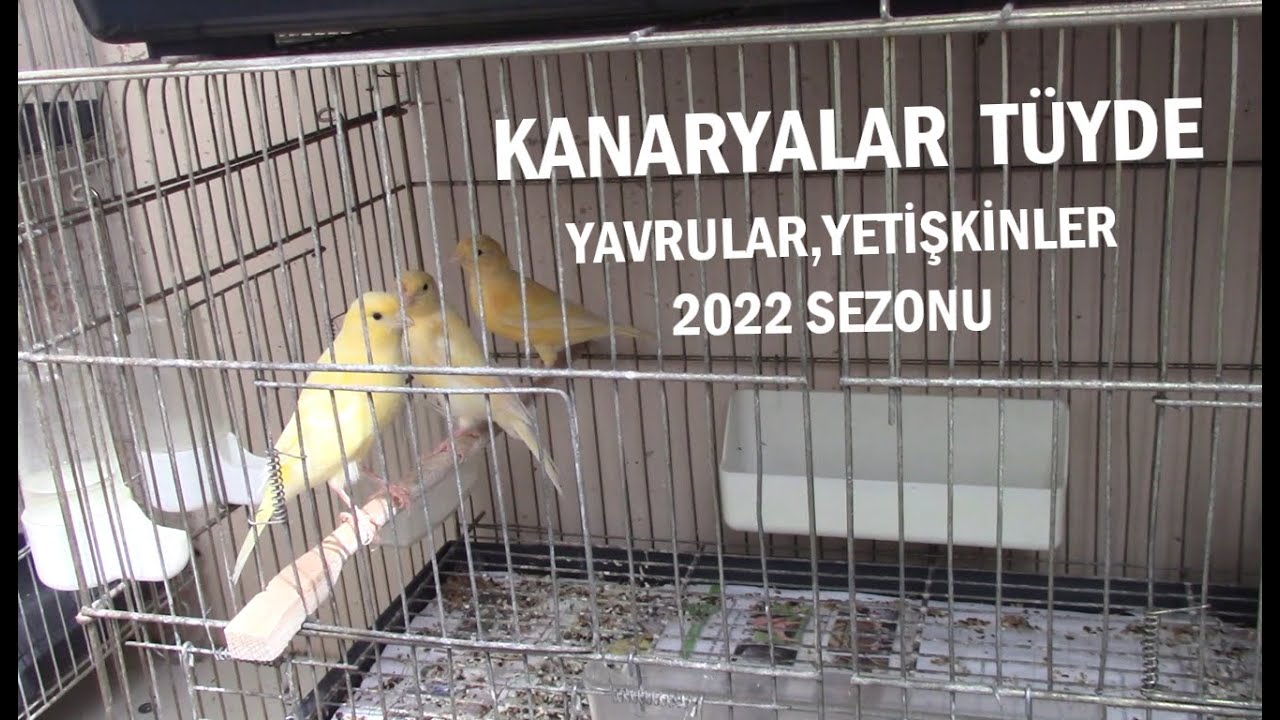 Kanaryalar Tüyde | Yetişkin ve Yavru Kuşlarım