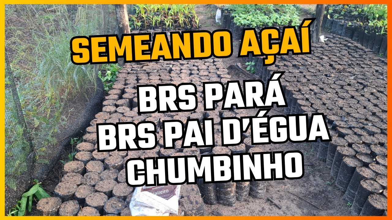 Açaí: Semanado Variedades BRS Pará, BRS Pai D'égua e Chumbinho