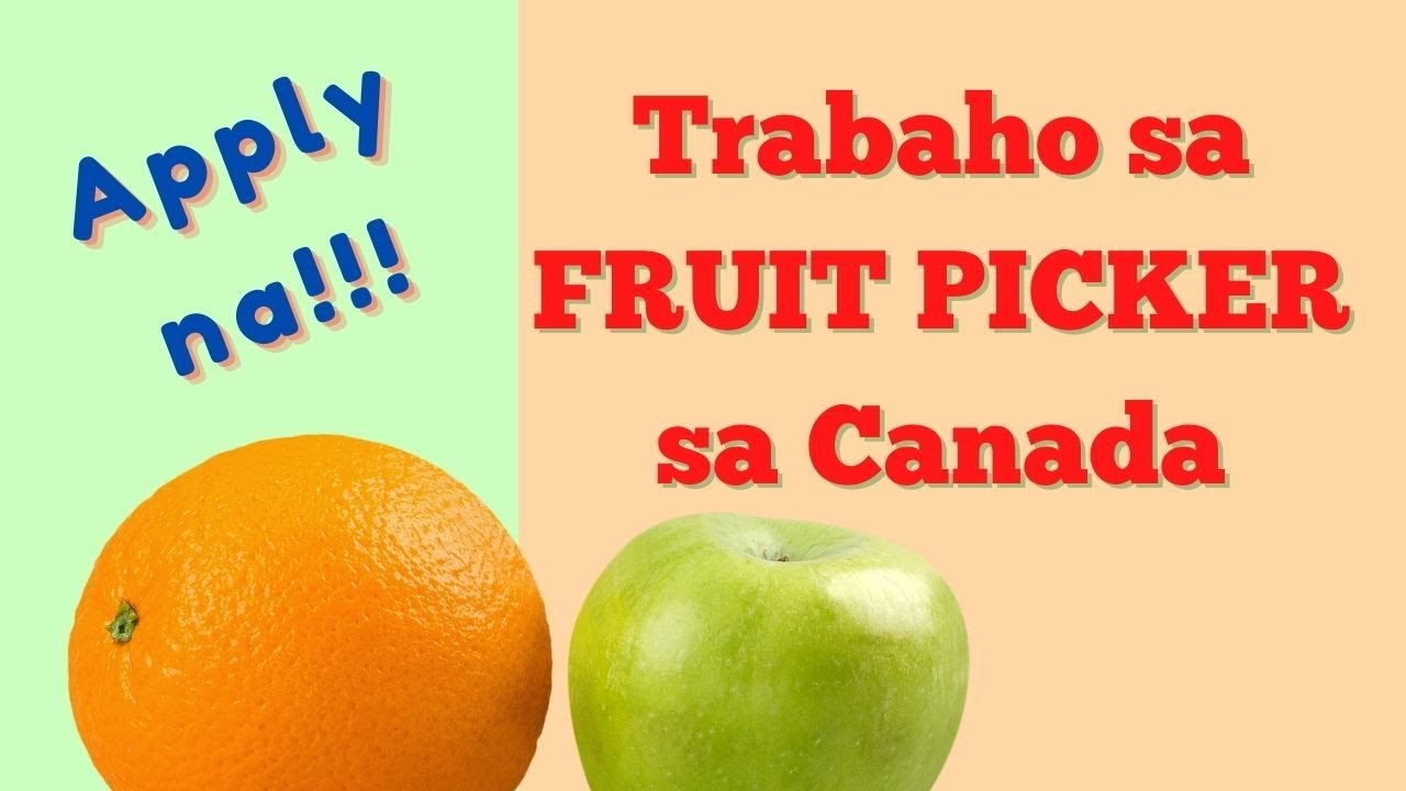DAMING TRABAHO SA FRUIT PICKER SA CANADA I BUHAY SA CANADA