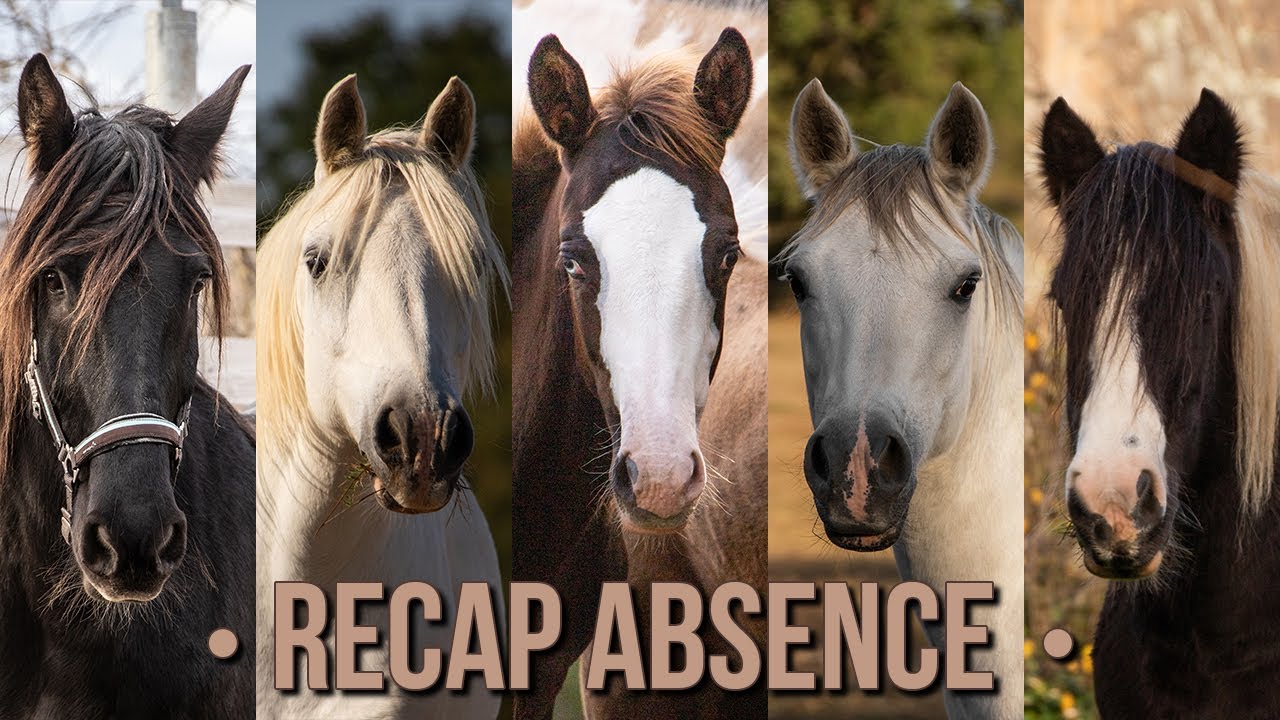 • INFO • Vente des poneys, dépression, parcours initiatique & nouvelle vie