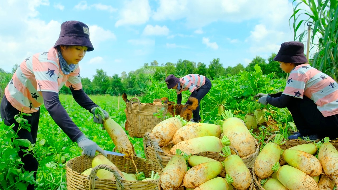 Harvesting Fresh Radishes From the Garden | Selling at Market, Raising Fish and Caring for Pets