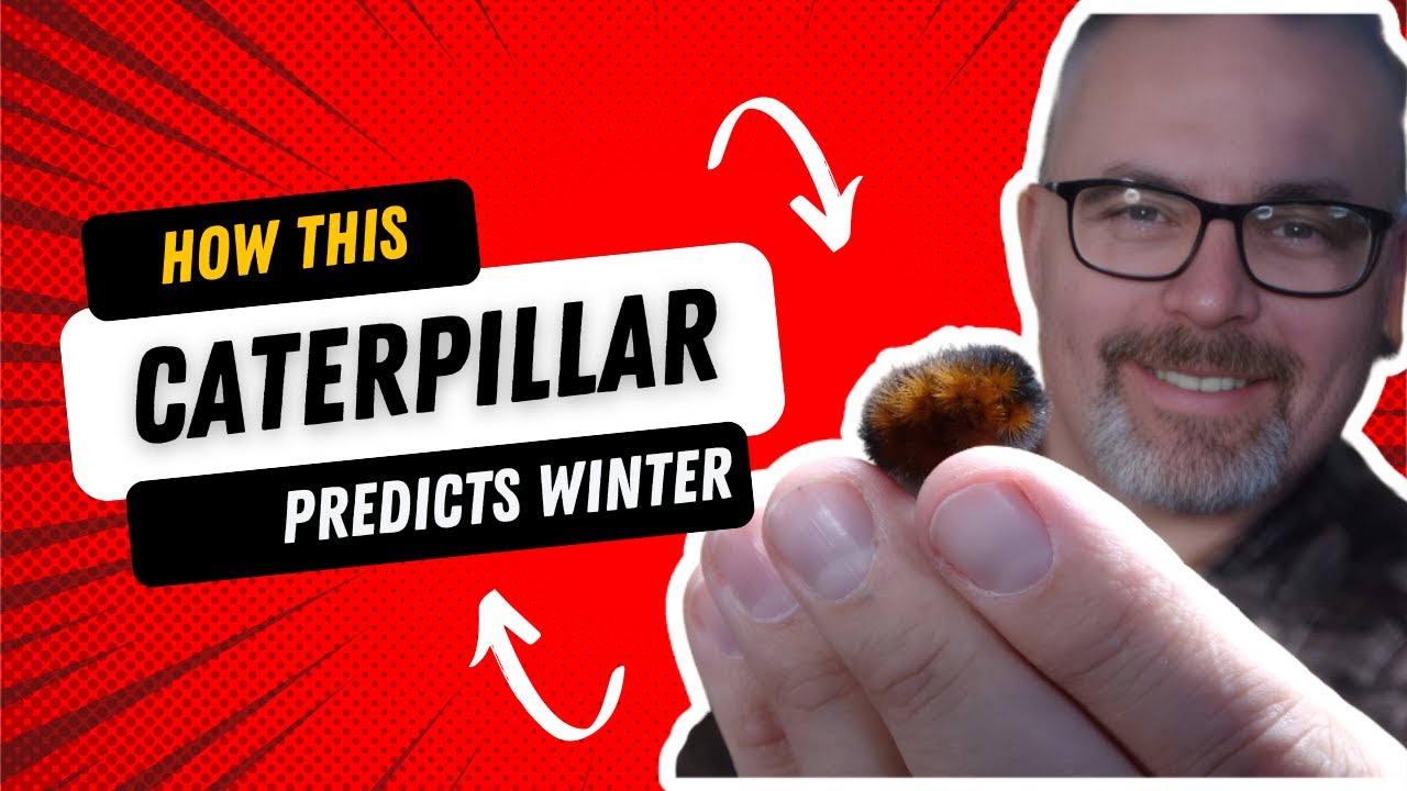 HOW THIS CATERPILLAR PREDICTS WINTER