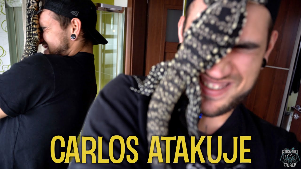 CARLOS NURKUJE / Teju argentyński coraz bardziej mnie lubi 😅