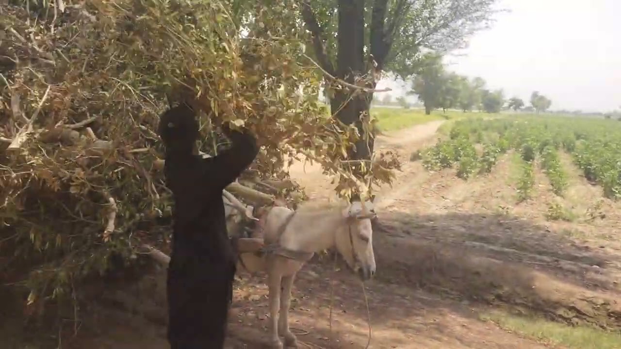 chacha Tahiree shgul mela lgaty howy..saeed lar k sath #fun#funnyvideo  #viralvideo #travel