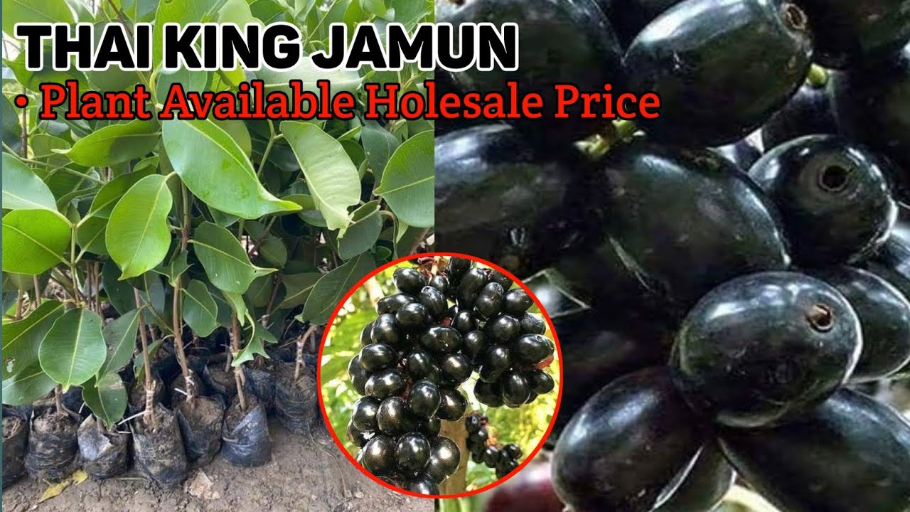 Thai King Jamun Farming in India | High Yield Jamun Variety Explained