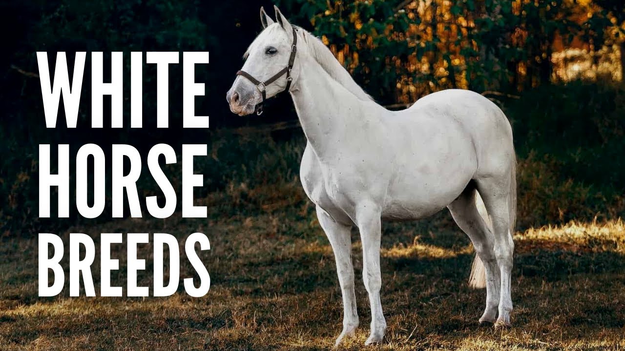 15 White Horse Breeds You Should Know