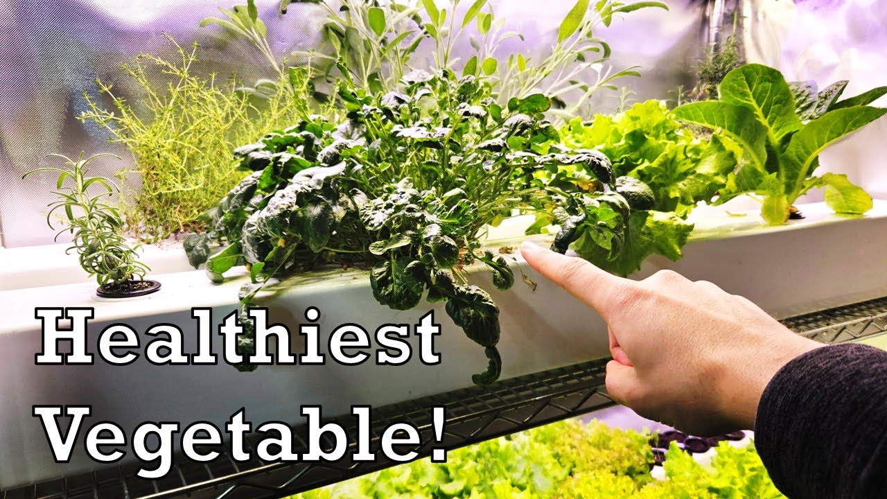 Growing the Healthiest Vegetable in the World