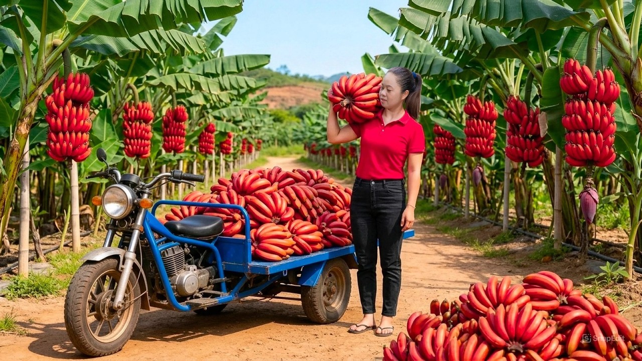 Harvesting Thousands Poisonous Fruit & Go to Market Sell | How to cook unique traditional dishes.