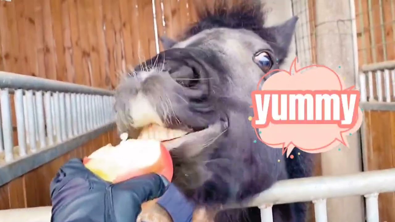 Feeding Horses Apples