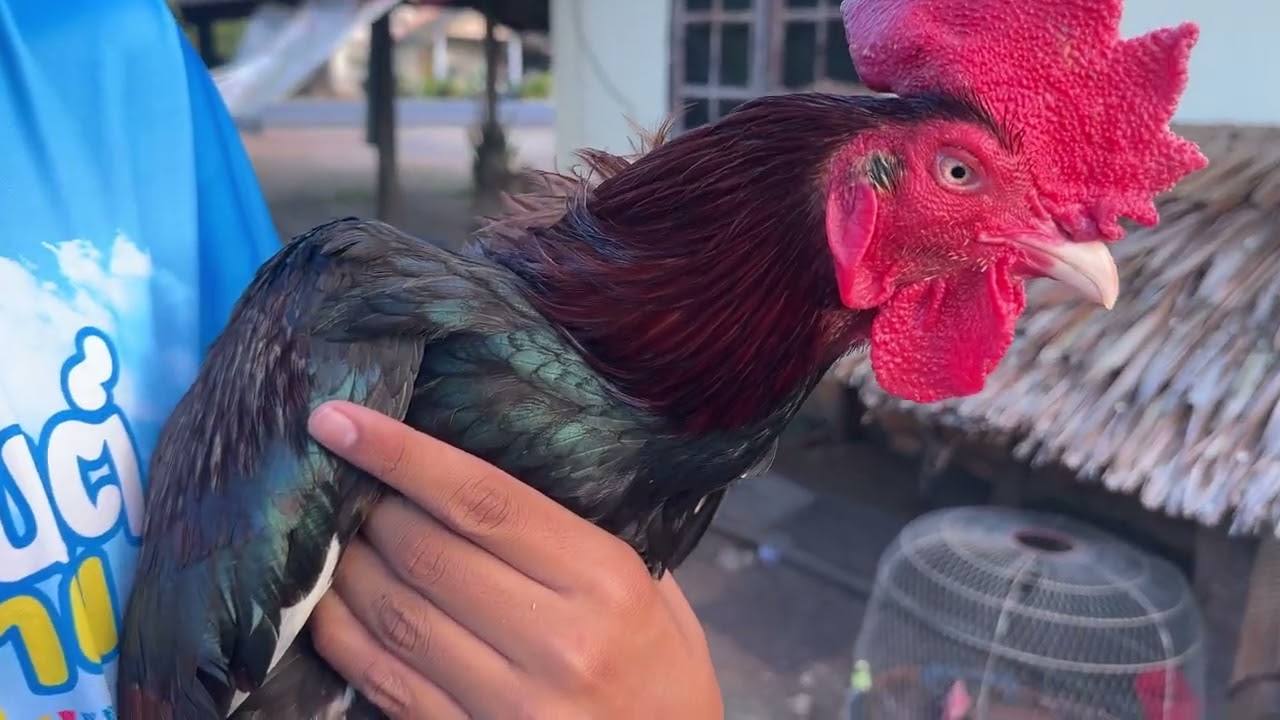 ไก่ใต้