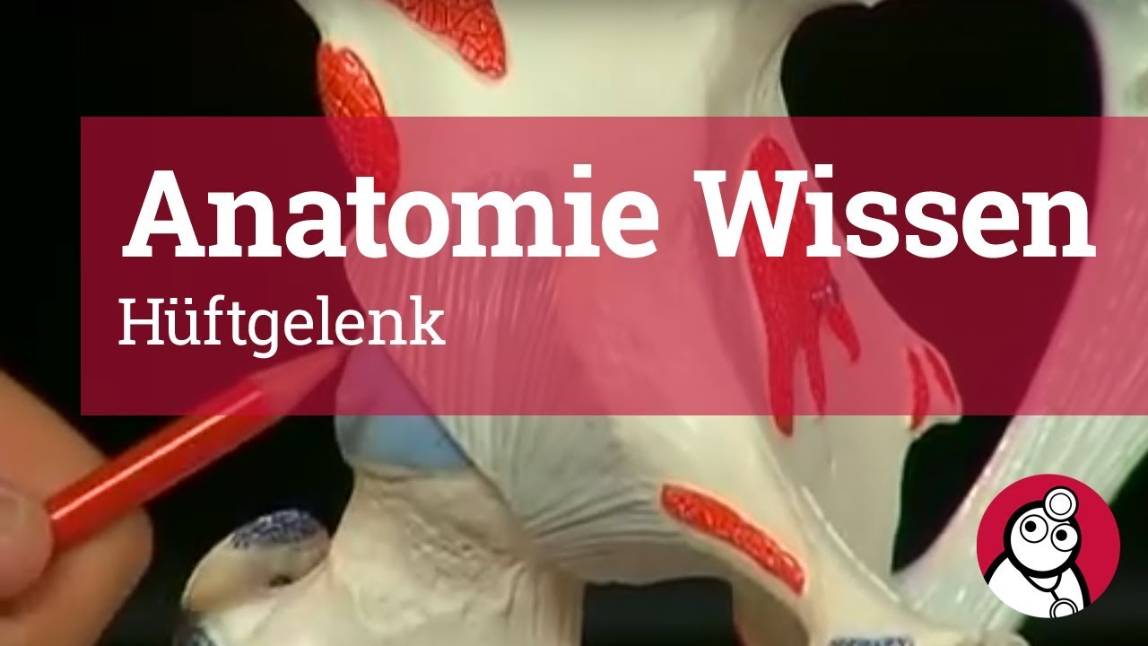 Anatomie-Wissen: Hüftgelenk