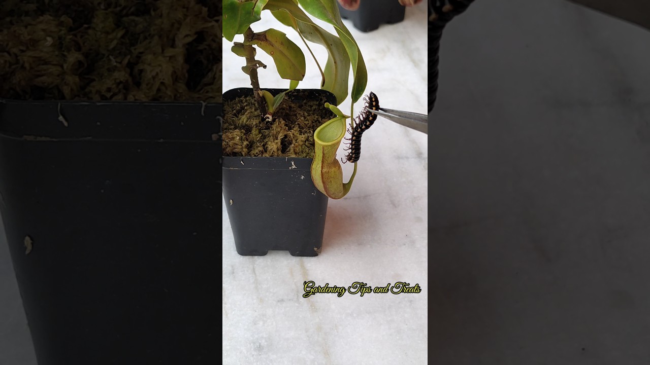 My Nepenthes daily feeding routine     #nepenthesplant #pitcherplants #carnivorousplants #nepenthes