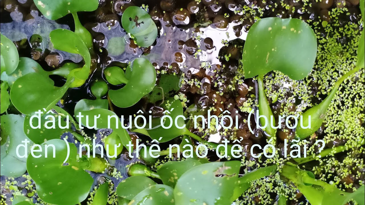 mô hình nuôi ốc nhồi (bươu đen) phí đầu tư làm chuồng trại thấp cho lãi cao hơn.