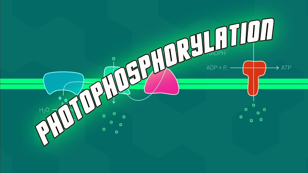 Photophosphorylation - Biol 112 at UBC