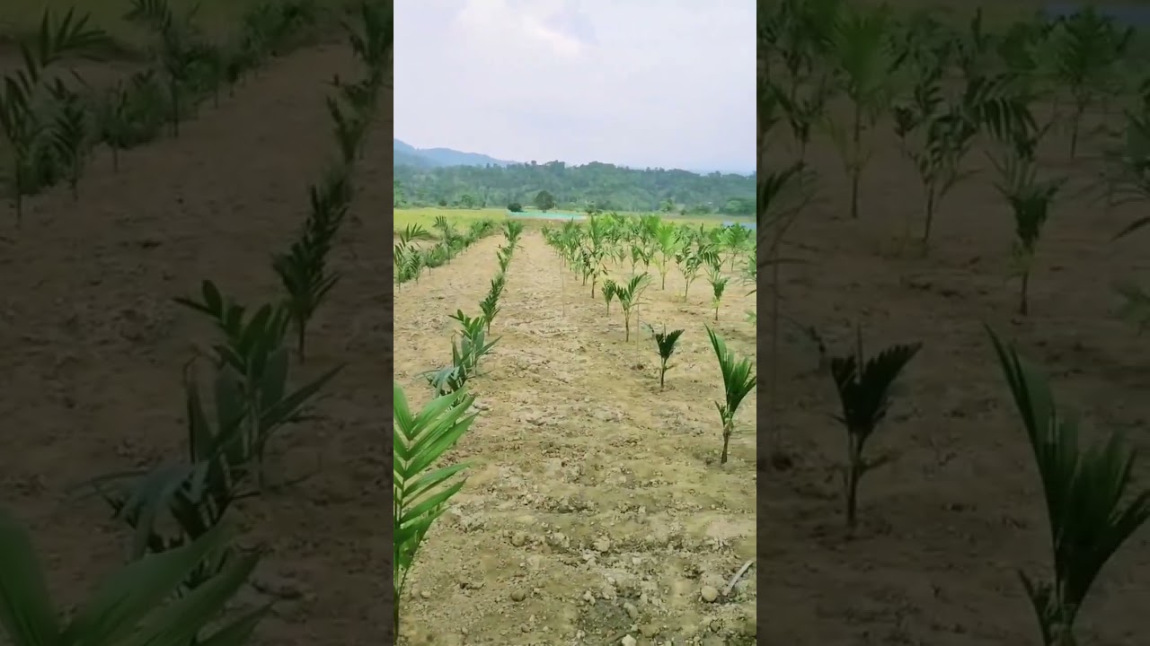 BETEL NUT 🌴🌴FARMING PROCESS