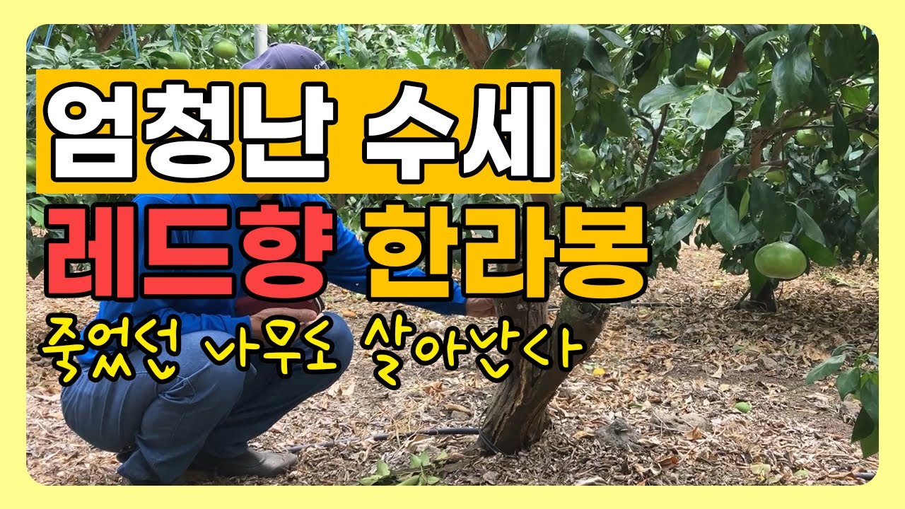 죽어가는 나무가 살아났다(엄청난 수세의 레드향, 한라봉)
