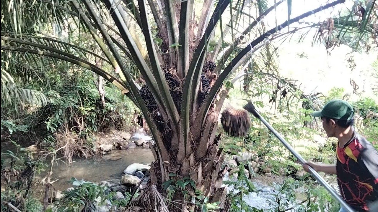 sahabat petani cekatan // dodos sawit dipinggiran sungai dekat pemukiman