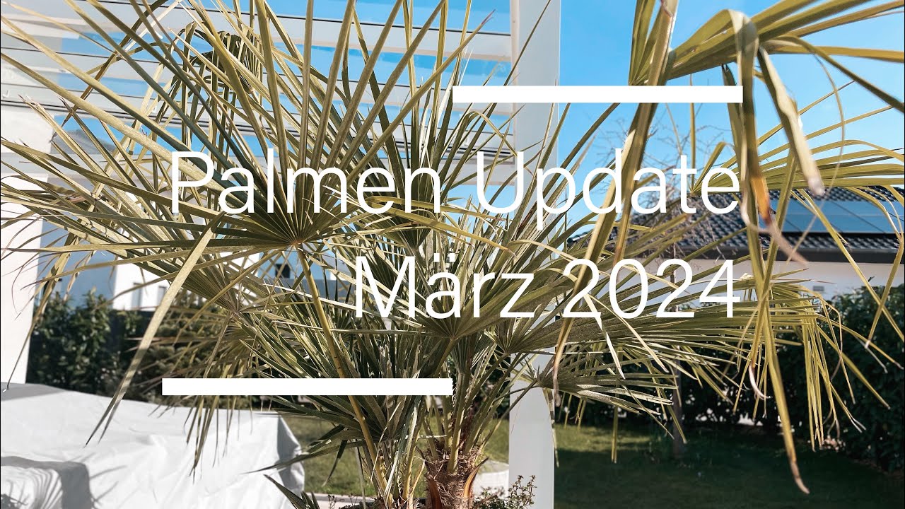 Palmen Update nach dem Winter mit Eisregen und Schnee | Hanfpalmen & Zwergpalmen | Stand März 2024