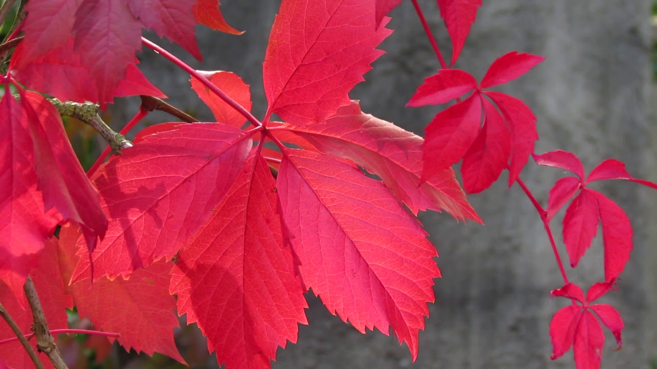 Parthenocissus quinquefolia 'Engelmannii'