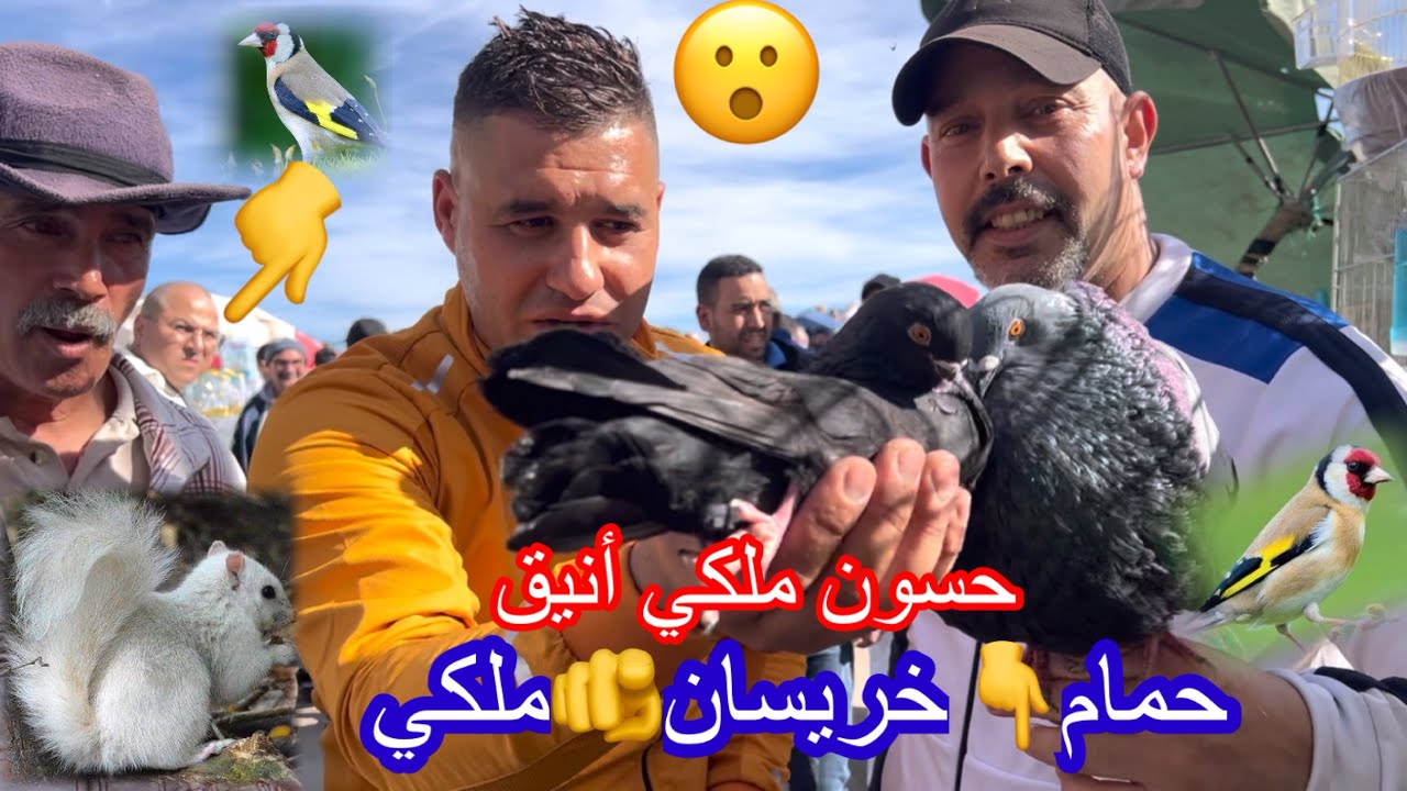 سوق طنجة_لطيور#😱وملتزمات@🦅الحيوانات #😮🐿️بأتمنة مناسبة وجودة رائعة حسون🇲🇦ملكي حمام خريسانو ملكي